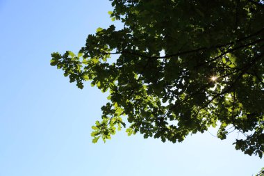 Mavi gökyüzüne karşı taze yeşil meşe ağacı yaprakları