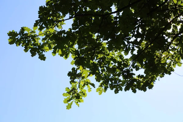 Feuilles Chêne Vert Frais Contre Ciel Bleu — Photo