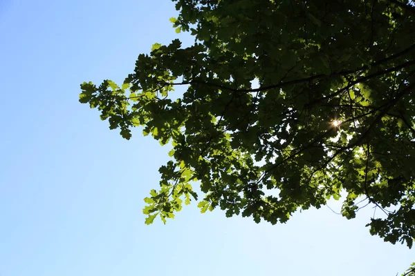 青空に対する新鮮な緑のオークの木の葉 — ストック写真