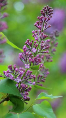 Güzel mor leylak çiçeği ağacı ilkbaharda şehir parkında çiçek açıyor. Seçili odak. Bulanık -lık