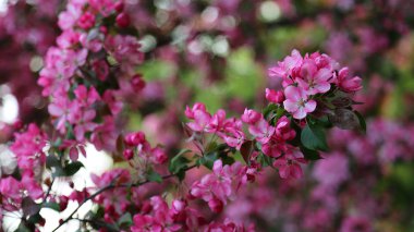 Parlak pembe çiçek elma ağacı ilkbaharda şehir parkında çiçek açıyor. Seçili odak. Arka planı bulanıklaştırma.