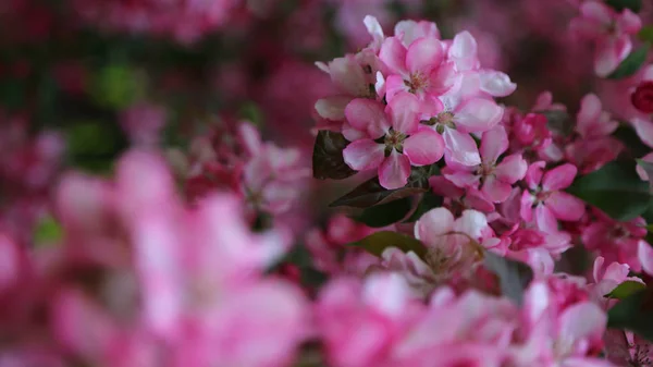 봄에는 도심공원에서 분홍색 꽃사과나무가 피어납니다 선택한 초점입니다 — 스톡 사진
