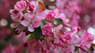 Parlak pembe çiçek elma ağacı ilkbaharda şehir parkında çiçek açıyor. Seçili odak. Arka planı bulanıklaştırma.