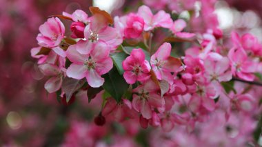 Parlak pembe çiçek elma ağacı ilkbaharda şehir parkında çiçek açıyor. Seçili odak. Arka planı bulanıklaştırma.