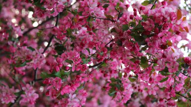Parlak pembe çiçek elma ağacı ilkbaharda şehir parkında çiçek açıyor. Seçili odak. Arka planı bulanıklaştırma.