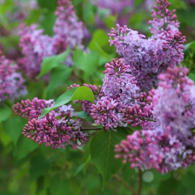 Güzel mor leylak çiçeği ağacı ilkbaharda şehir parkında çiçek açıyor. Seçili odak. Bulanık -lık