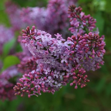 Güzel mor leylak çiçeği ağacı ilkbaharda şehir parkında çiçek açıyor. Seçili odak. Bulanık -lık