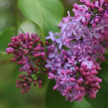 Güzel mor leylak çiçeği ağacı ilkbaharda şehir parkında çiçek açıyor. Seçili odak. Bulanık -lık