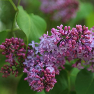 Güzel mor leylak çiçeği ağacı ilkbaharda şehir parkında çiçek açıyor. Seçili odak. Bulanık -lık