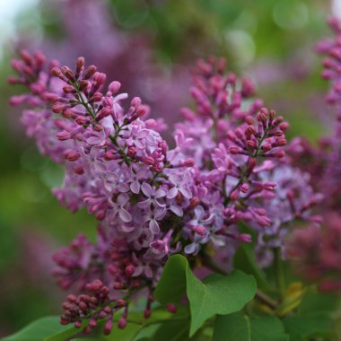 Güzel mor leylak çiçeği ağacı ilkbaharda şehir parkında çiçek açıyor. Seçili odak. Bulanık -lık