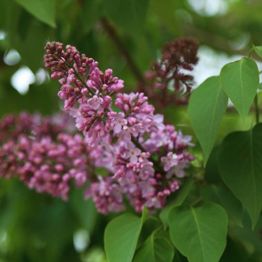 Güzel mor leylak çiçeği ağacı ilkbaharda şehir parkında çiçek açıyor. Seçili odak. Bulanık -lık