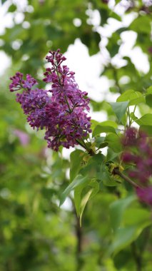 Güzel mor leylak çiçeği ağacı ilkbaharda şehir parkında çiçek açıyor. Seçili odak. Bulanık -lık