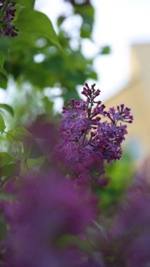Güzel mor leylak çiçeği ağacı ilkbaharda şehir parkında çiçek açıyor. Seçili odak. Bulanık -lık