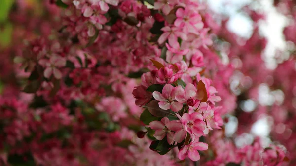 Stadtpark Blüht Zur Frühlingszeit Ein Leuchtend Rosa Blühender Apfelbaum Ausgewählter — Stockfoto