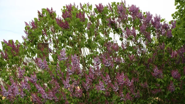 Nádherný Fialový Kvetoucí Strom Kvete Městském Parku Jaře Vybrané Zaměření — Stock fotografie