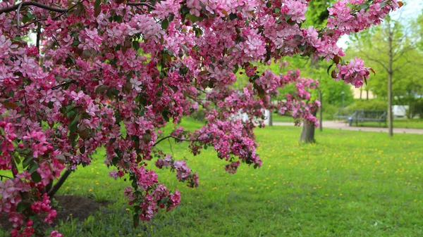 Flor Rosa Brilhante Macieira Está Florescendo Parque Cidade Primavera Foco — Fotografia de Stock