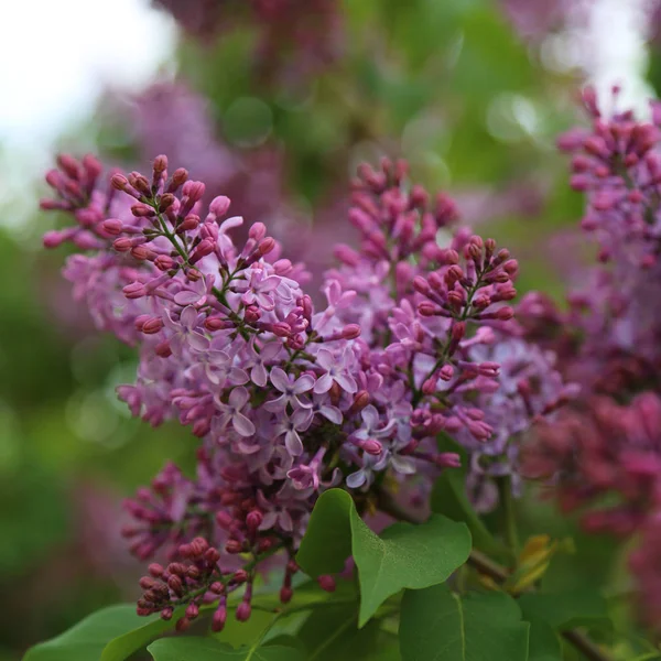 Bellissimo Albero Fiori Lilla Viola Sta Fiorendo Nel Parco Della — Foto Stock