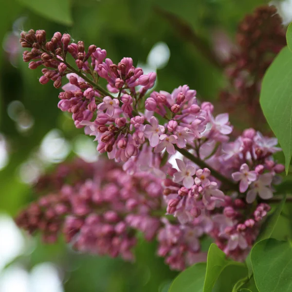 Bellissimo Albero Fiori Lilla Viola Sta Fiorendo Nel Parco Della — Foto Stock