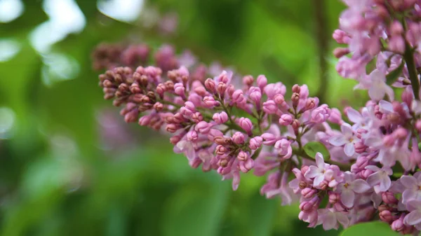 Beautiful Purple Lilac Blossom Tree Blooming City Park Springtime Selected — Stock Photo, Image