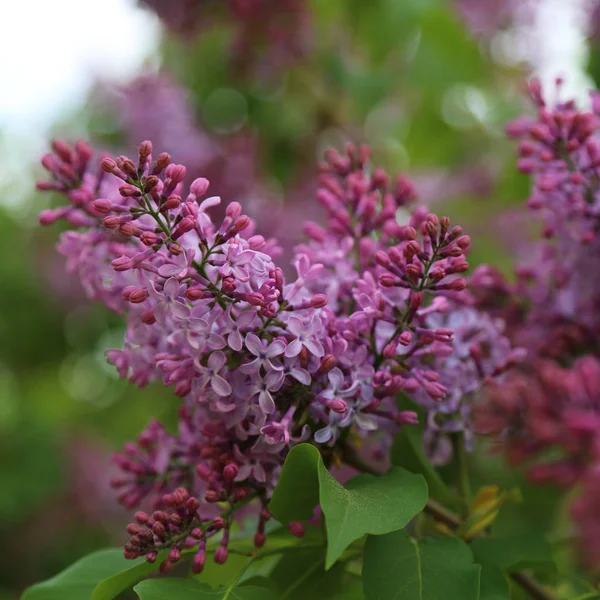 Beautiful Purple Lilac Blossom Tree Blooming City Park Springtime Selected Stock Photo