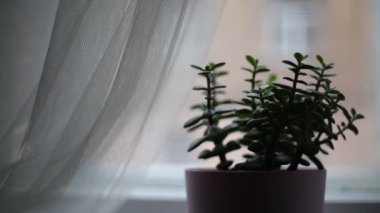 Yeşim bitki (Crassula ovata) bir houseplant olarak, aynı zamanda Dostluk, Lucky veya Para ağacı denir.