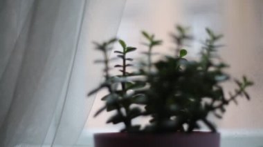 Fasulye bulanık arka planda. Defocus (ya da seçili odak) kahve dokusu. 
