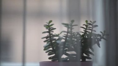 Fasulye bulanık arka planda. Defocus (ya da seçili odak) kahve dokusu. 