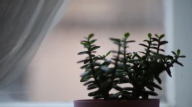 Fasulye bulanık arka planda. Defocus (ya da seçili odak) kahve dokusu. 