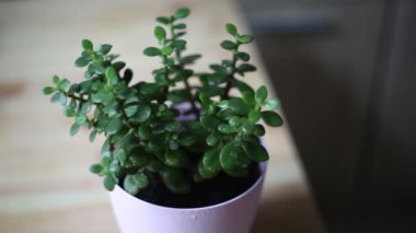 Yeşim bitki (Crassula ovata) bir houseplant olarak, aynı zamanda Dostluk, Lucky veya Para ağacı denir.