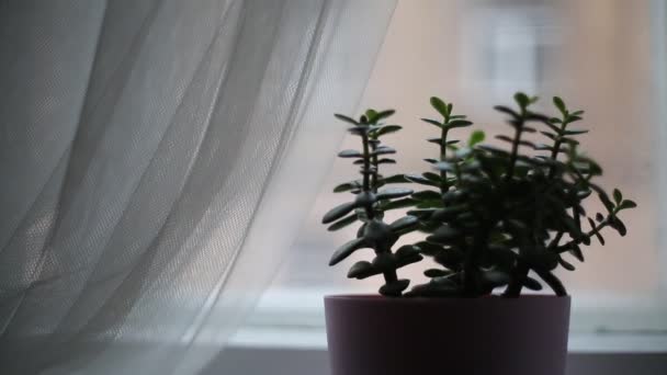 Plante Jade Crassula Ovata Comme Plante Intérieur Appelée Aussi Arbre — Video