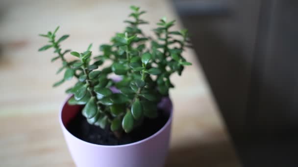 Yeşim Bitki Crassula Ovata Bir Houseplant Olarak Aynı Zamanda Dostluk — Stok video