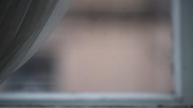 Yeşim bitki (Crassula ovata) bir houseplant olarak, aynı zamanda Dostluk, Lucky veya Para ağacı denir.