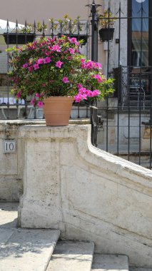 Güzel çiçekler İspanyol Merdivenler, Piazza di Spagna, Trinita dei Monti bulunmaktadır. Roma, İtalya.