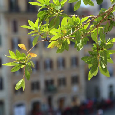 Güzel çiçekler İspanyol Merdivenler, Piazza di Spagna, Trinita dei Monti bulunmaktadır. Roma, İtalya.