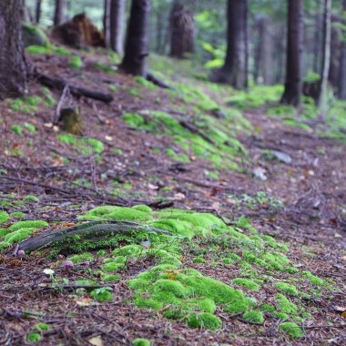 Polonya 'nın Rymanuv Zdruj ormanındaki güzel yeşil yosun.