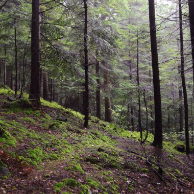 Polonya 'nın Rymanuv Zdruj ormanındaki güzel yeşil yosun.