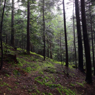 Polonya 'nın Rymanuv Zdruj ormanındaki güzel yeşil yosun.
