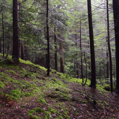 Polonya 'nın Rymanuv Zdruj ormanındaki güzel yeşil yosun.