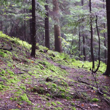 Polonya 'nın Rymanuv Zdruj ormanındaki güzel yeşil yosun.