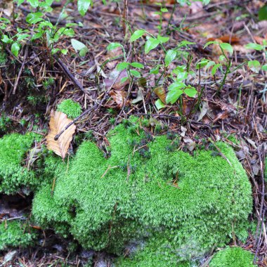 Polonya 'nın Rymanuv Zdruj ormanındaki güzel yeşil yosun.