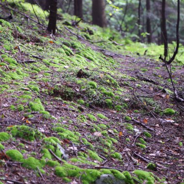 Polonya 'nın Rymanuv Zdruj ormanındaki güzel yeşil yosun.