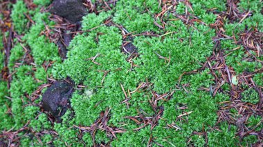 Polonya 'nın Rymanuv Zdruj ormanındaki güzel yeşil yosun.