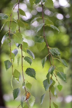 Huş ağacı yapraklarının odak resmini seç.