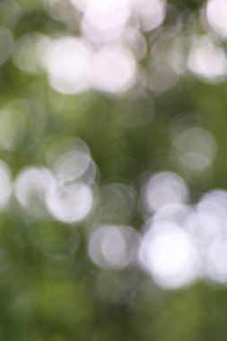 Huş ağacı yapraklarının odak resmini seç.