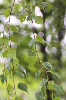 Huş ağacı yapraklarının odak resmini seç.