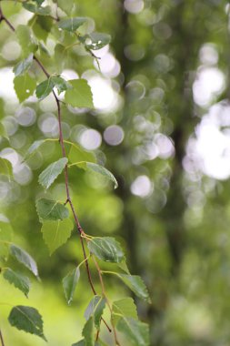 Huş ağacı yapraklarının odak resmini seç.