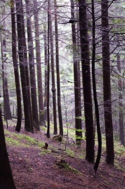 Polonya, Rymanuv Zdruj 'da güzel bir orman.