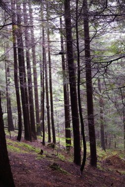 Polonya, Rymanuv Zdruj 'da güzel bir orman.