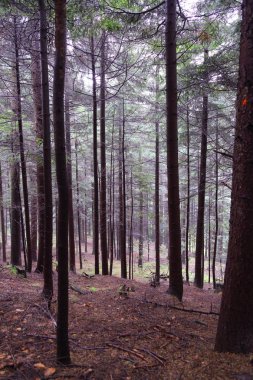 Polonya, Rymanuv Zdruj 'da güzel bir orman.