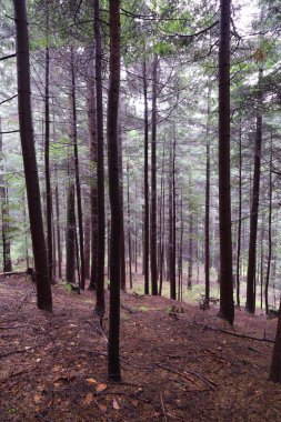 Polonya, Rymanuv Zdruj 'da güzel bir orman.